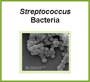 Streptococcus