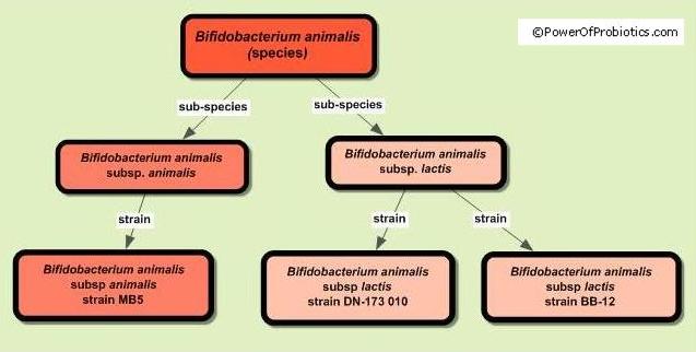 Bifidobacterium animalis classification example