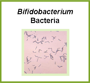 Bifidobacterium